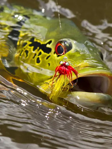 Agua Boa Amazon Lodge image 1