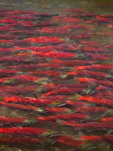 Alaska rainbow trout from Copper River Lodge