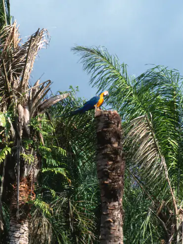 Clearwater jungle fishing in Bolivia