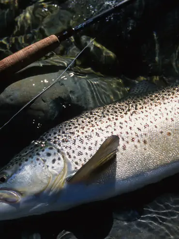 New Zealand fly fishing landscape