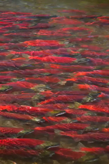 Sockeye salmon moving through shallow Copper River water
