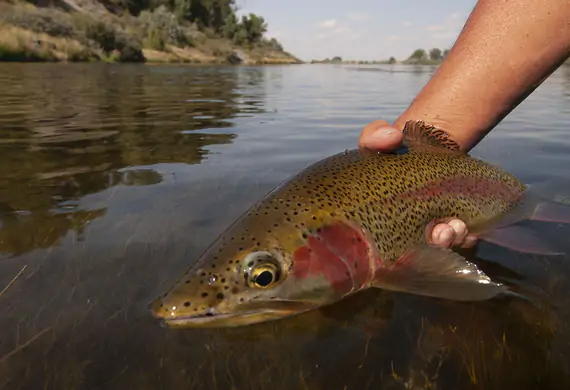 Bighorn River rainbow trout near Royal Big Horn Club