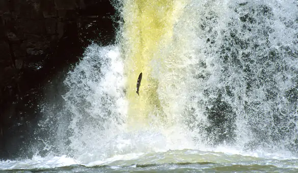 Wild river habitat supported by Sweetwater Travel conservation work